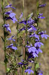 Southern lobelia